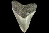 Fossil Megalodon Tooth - North Carolina #109848-1